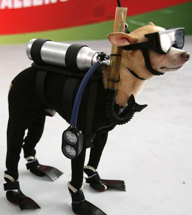 Dog-Diver