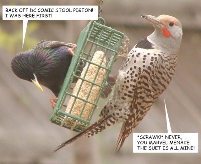 Suet Battle 3 - Misspeled wurds mkae for good humoure.