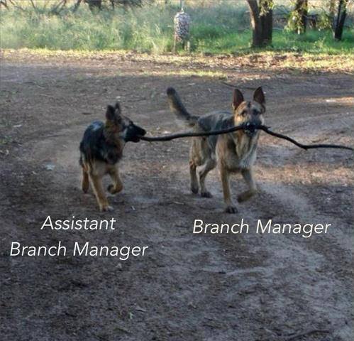 Branch-Manager