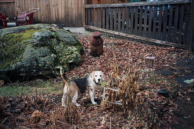 Buddy in Bearsville