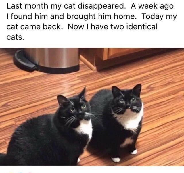 cats
