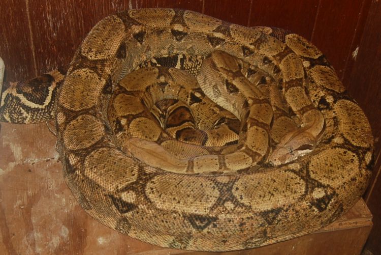boas1