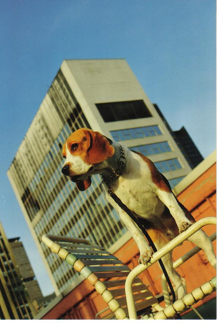 Manhattan Beagle