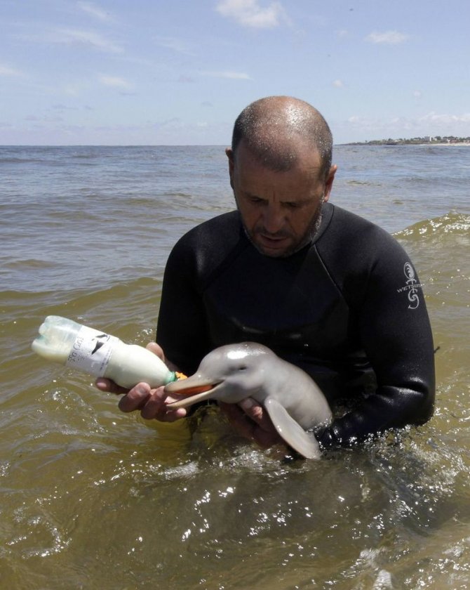 Dolfin