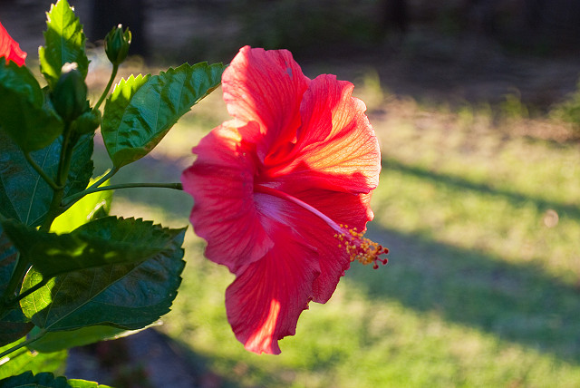 hibiscus