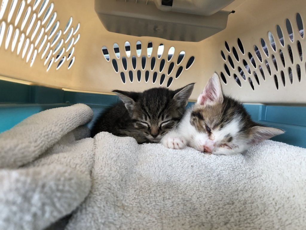 1st vet visit