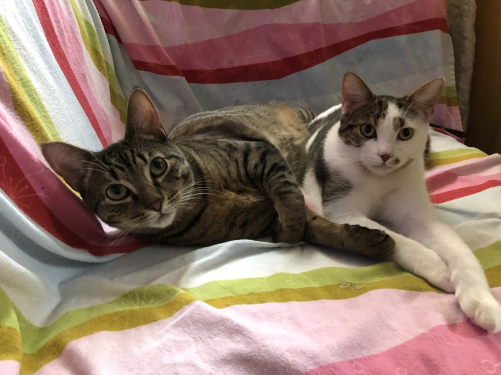 Eddy and JoJo