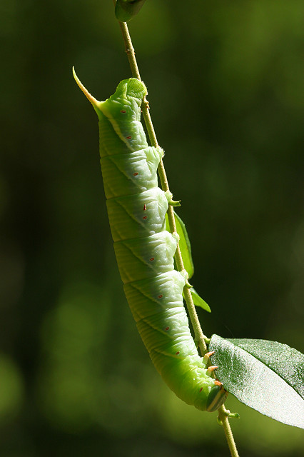 Long Green Critter