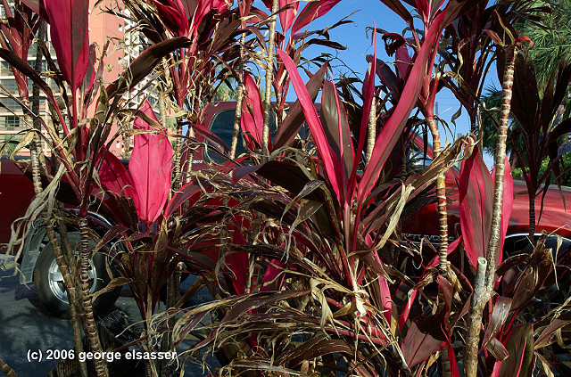 red truck & plant, 2006