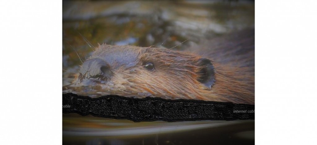 Beavercable--2-