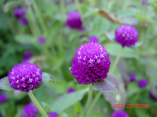 Purple Flower.