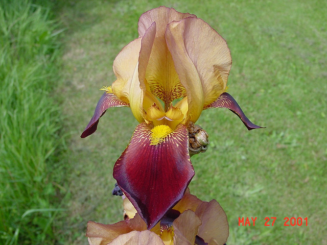 Orchid
