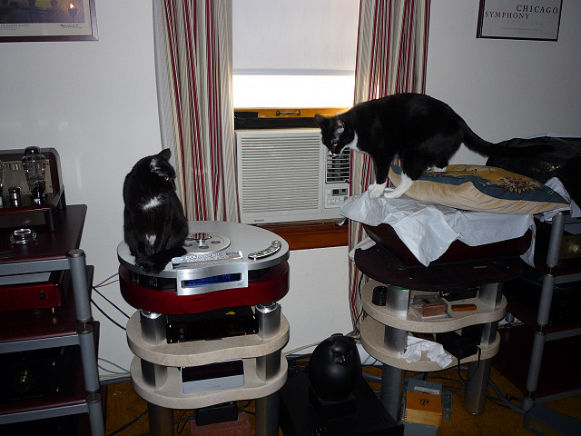 Ella and Chet checking out the plastic covered equipment. Leaky roof.