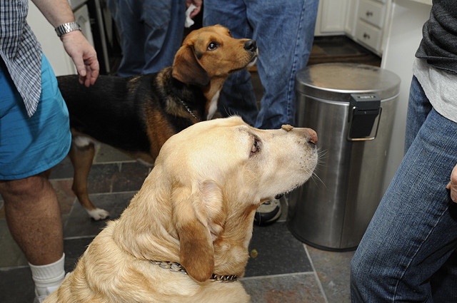 Good dog!