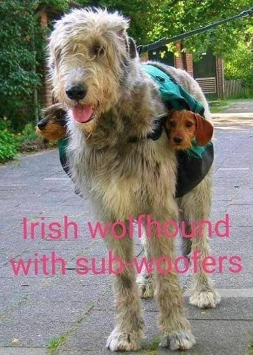 Irish-wolfhound