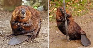 beaver