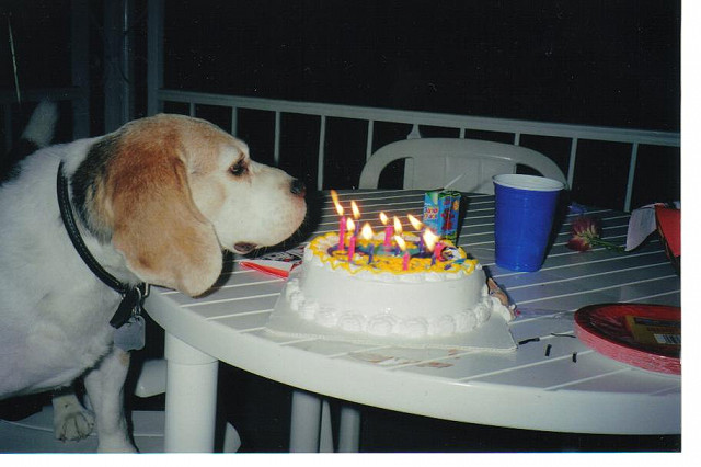Buddy Beagle Trias