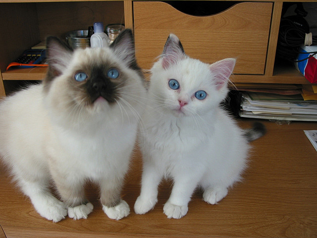 kitties