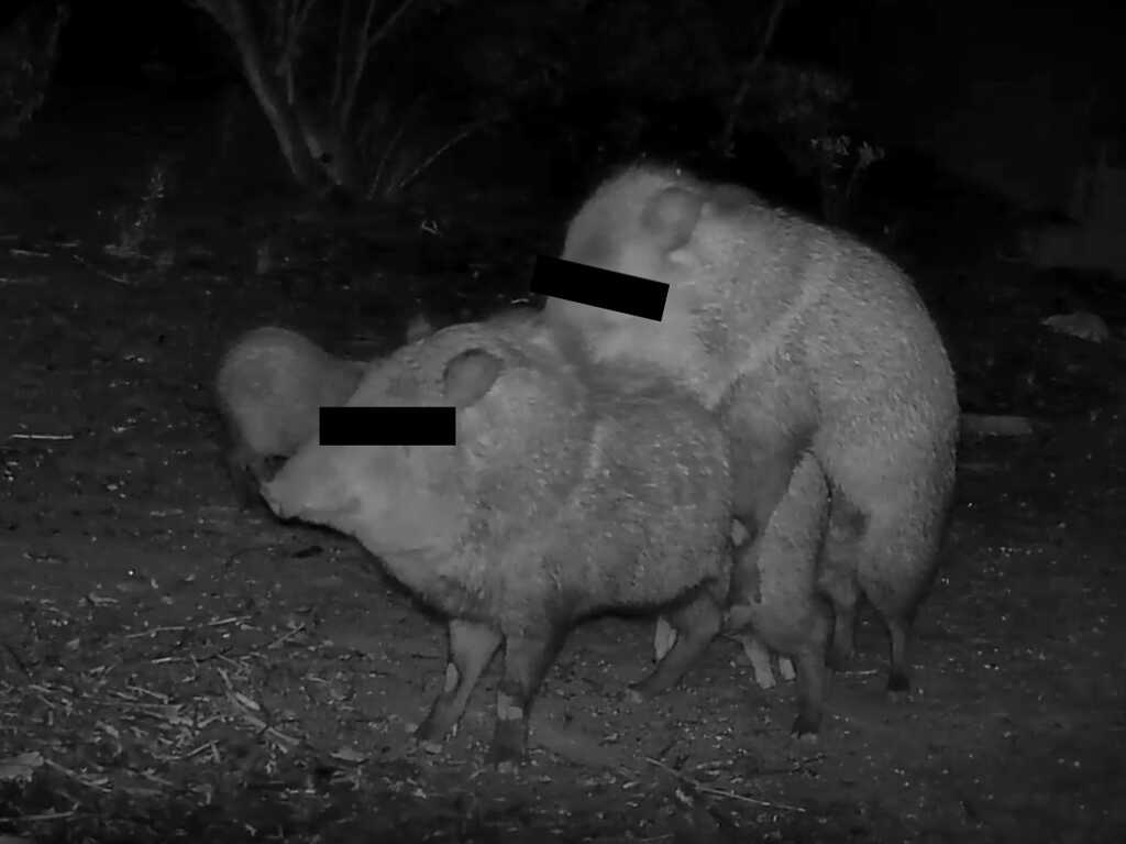 Javalinas caught in the act