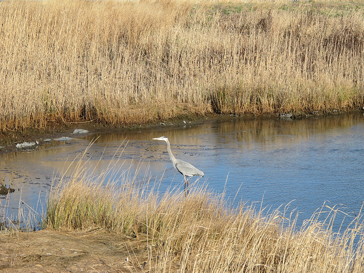 Blue Heron AC Wildlife Preserve