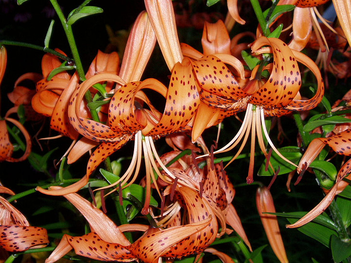 Tiger Lillies at night