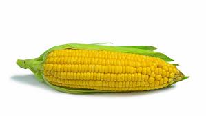 Ear of Corn
