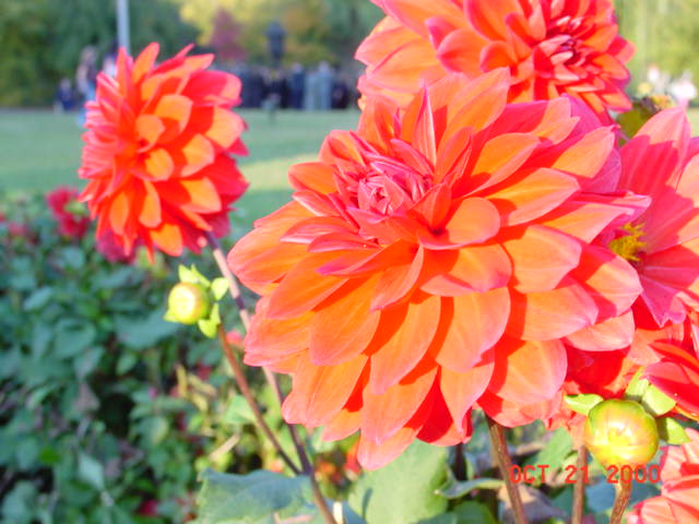Chrysanthemum