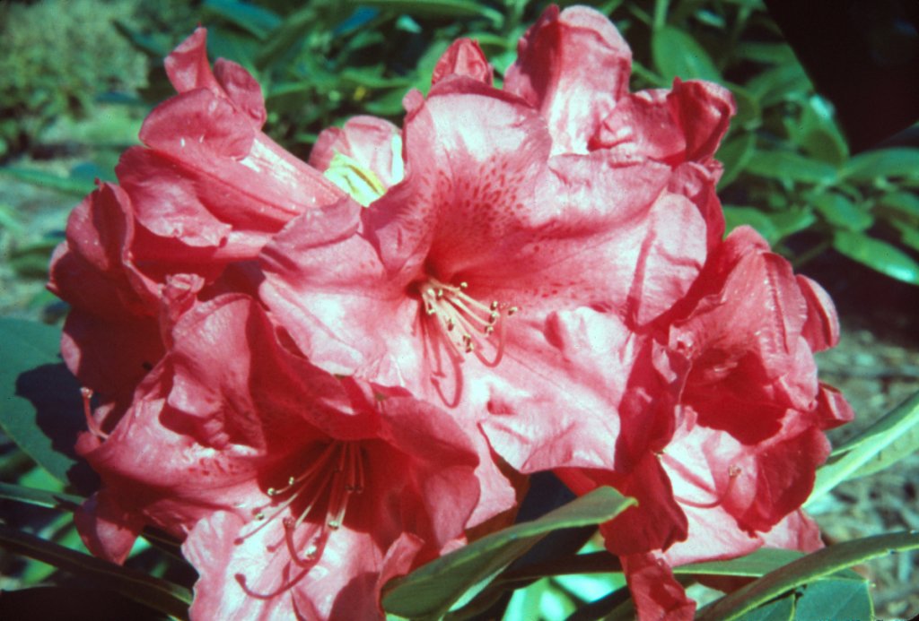 Rhododendron in the woods.
