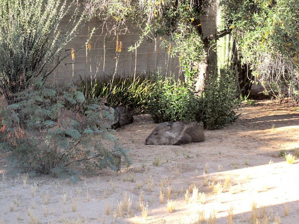 Javelina napping