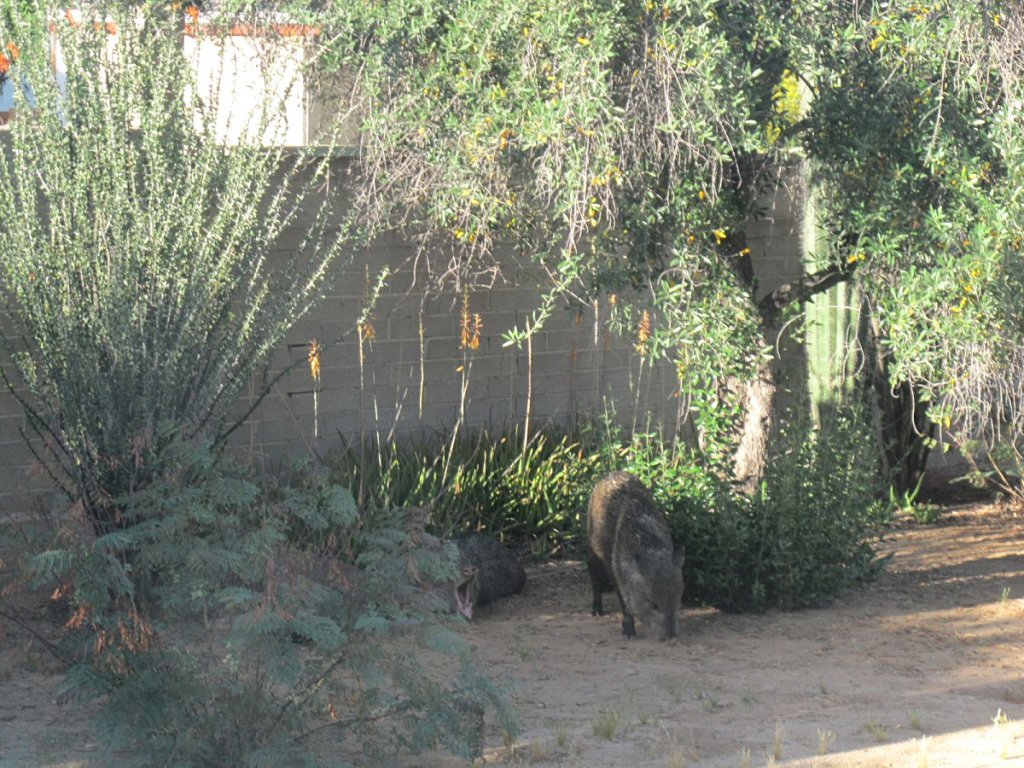 Javelina yawning