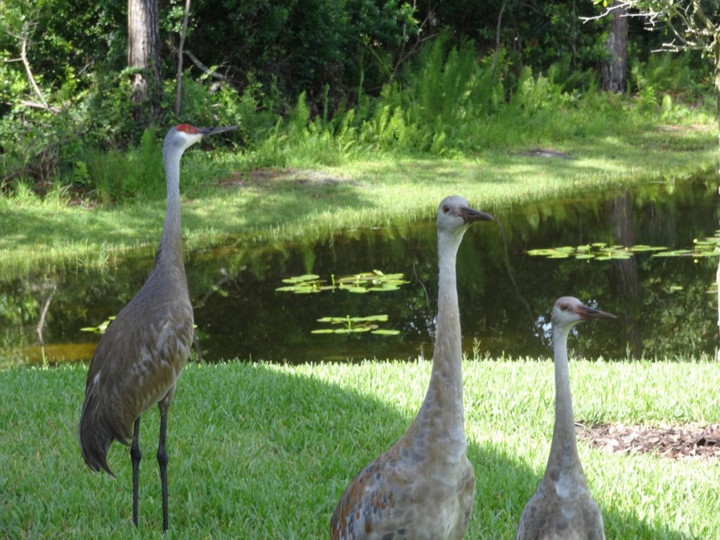 Sandhill Cranes