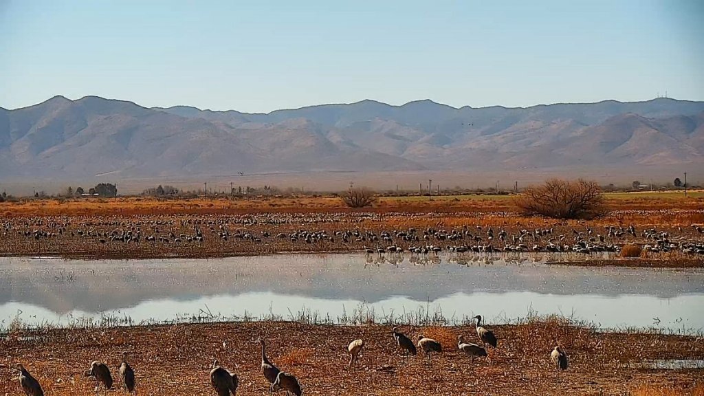 Sandhill Cranes