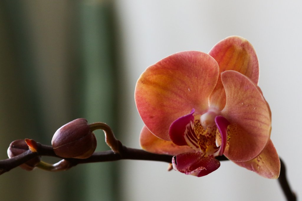 January Orchid