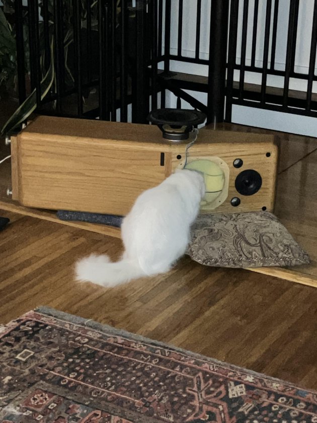 The cat tells me that this woofer needs repair.