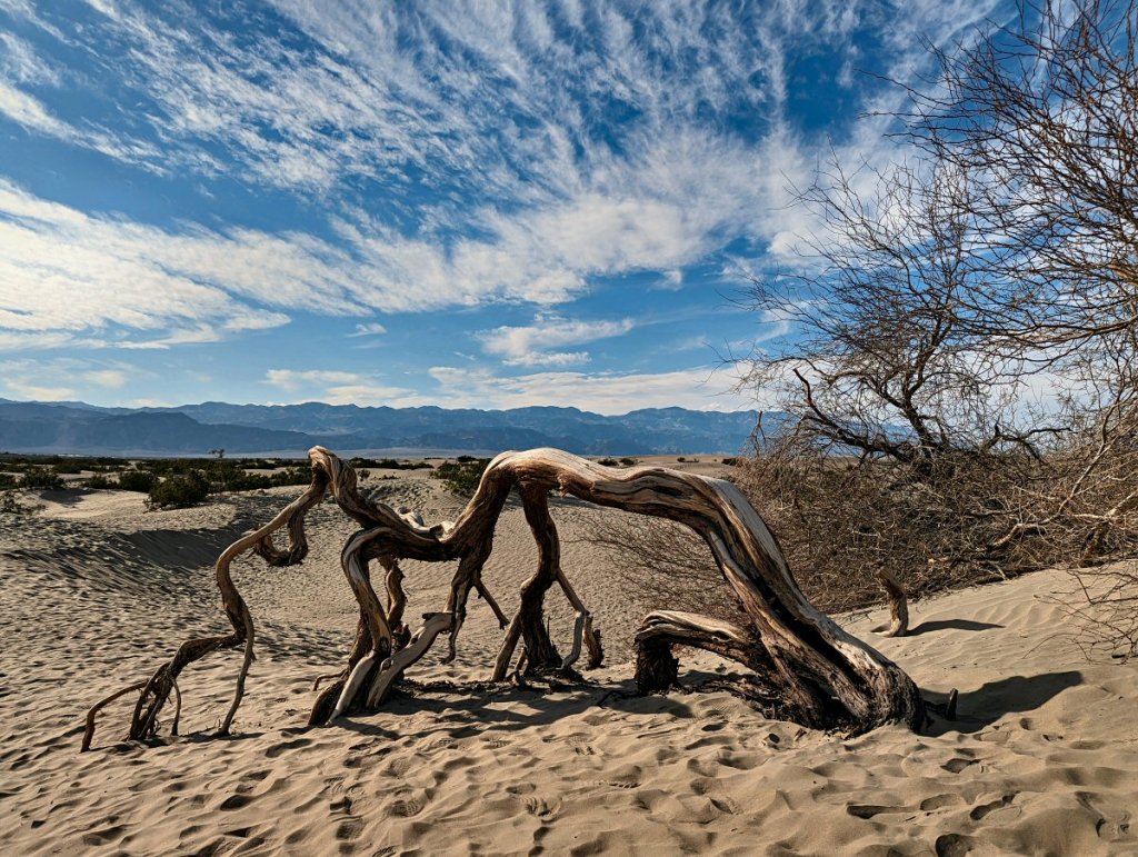 Mesquite sand dunes