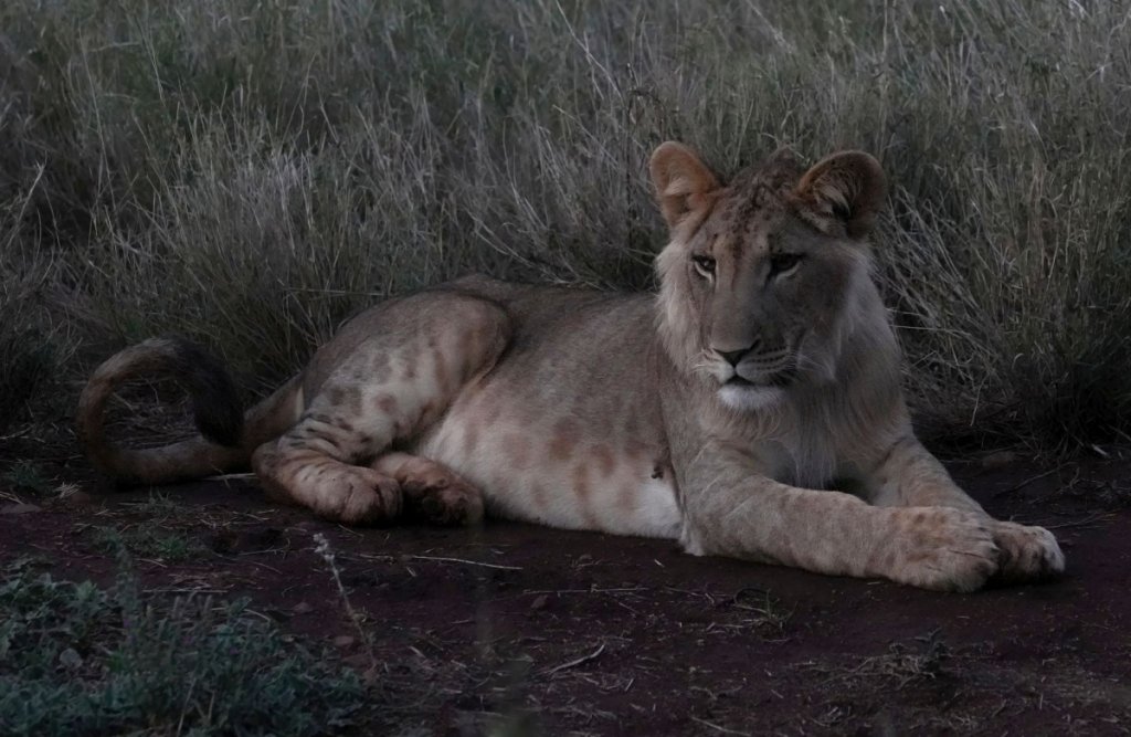 Night Lion 1Lo Res