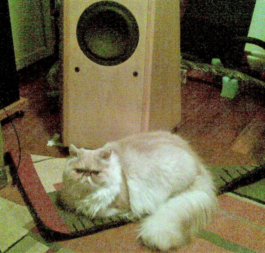 Matisse cat