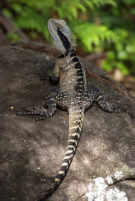 Lizard relaxing on a rock in my garden. Or not so relaxed, maybe since I had followed him up from the driveway where he had been sunbaking.