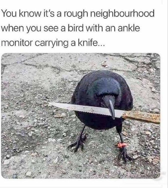 bird