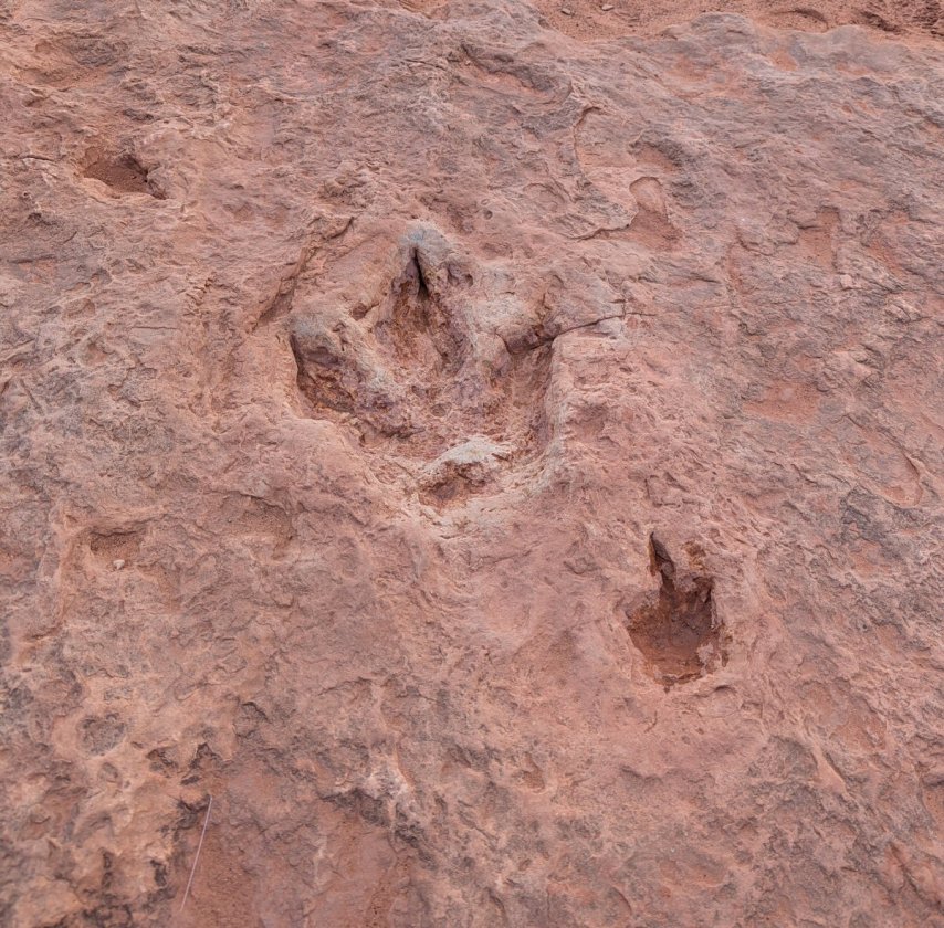 dinosaur tracks
