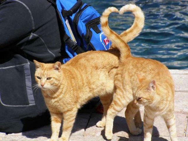 a-Gato33