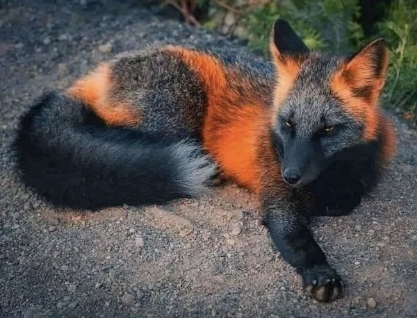 Messages-Image-1550104229-