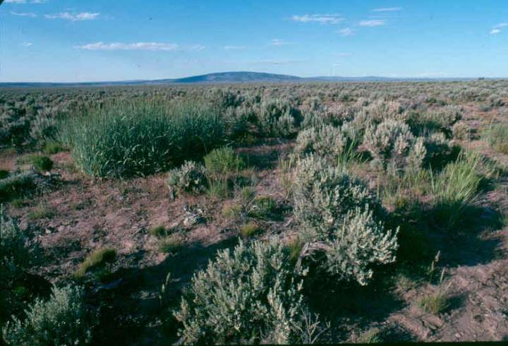 Barren lands of SE Washington