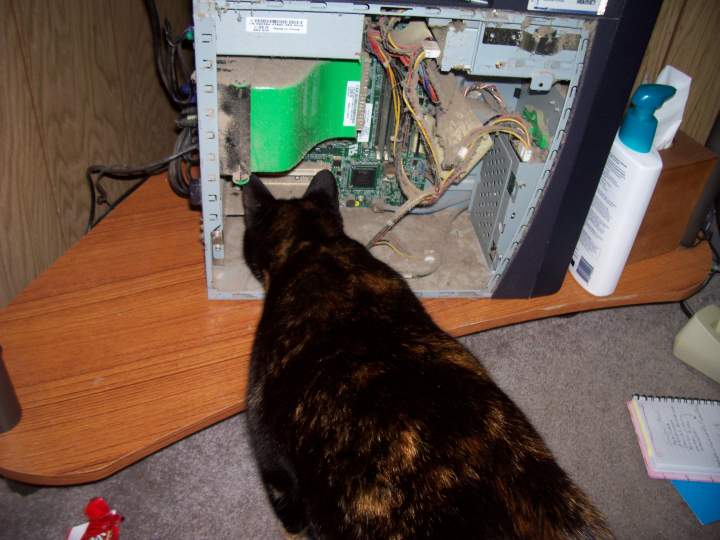 yep, theres Kate, my cat