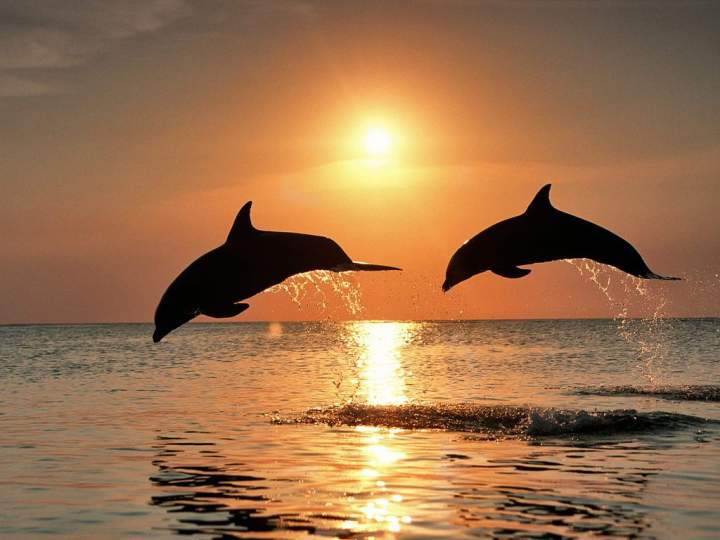 Bottlenose-Dolphins-Jumping-at-Sunset-Honduras