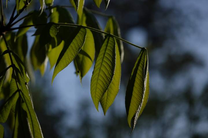 Backlit leaves