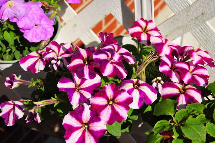 (Untitled)