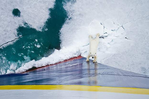polarbear
