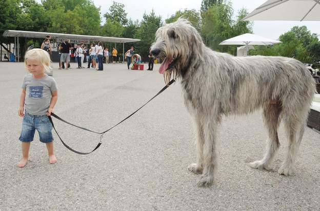 wolfhound