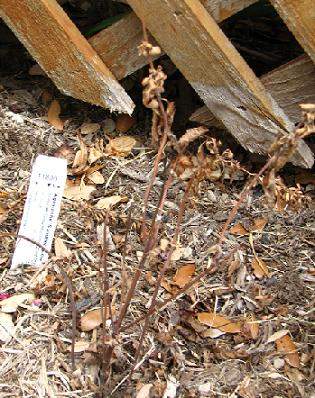Dead agastache Summer Glow